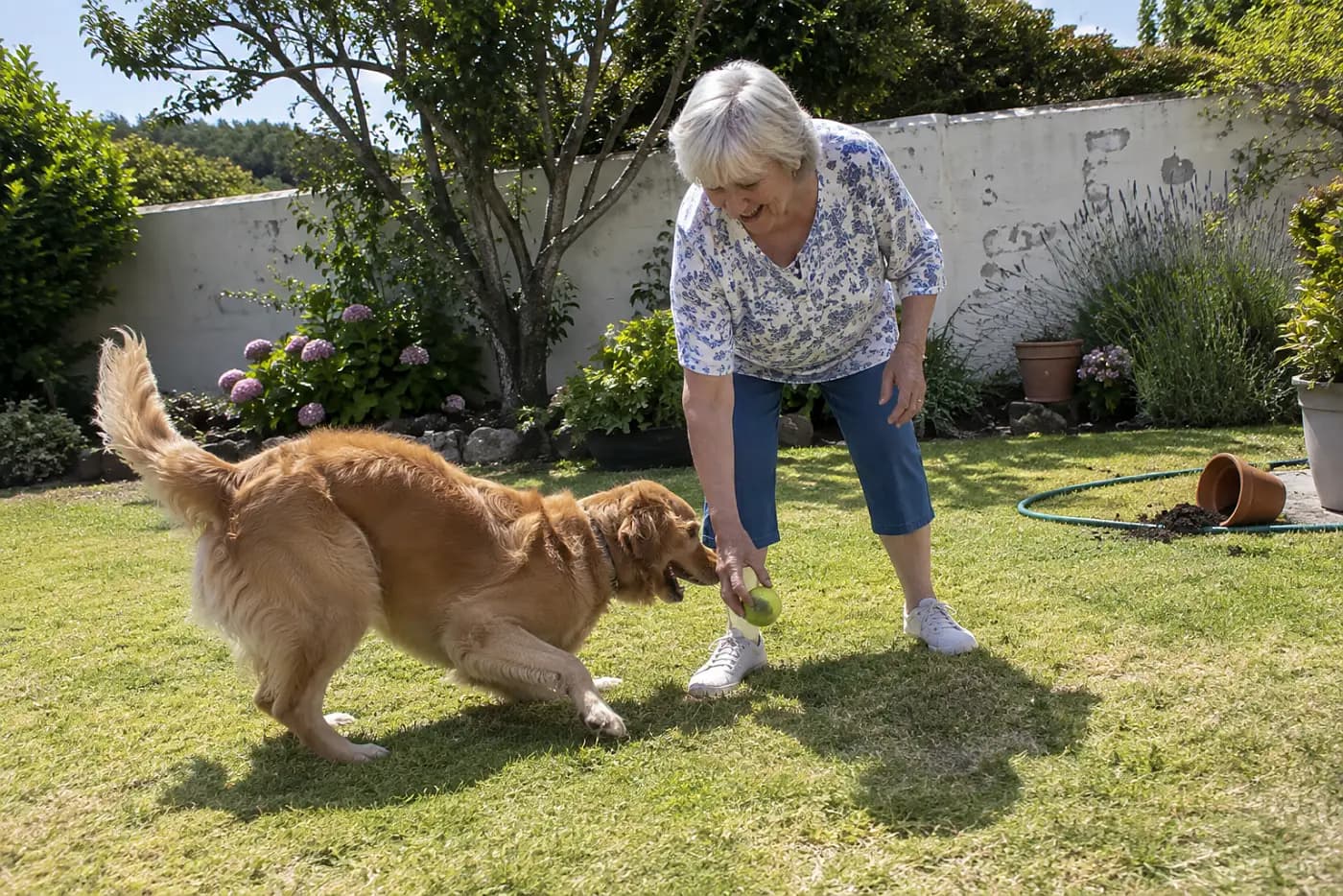 An older woman picks up a worn tennis ball in her backyard.