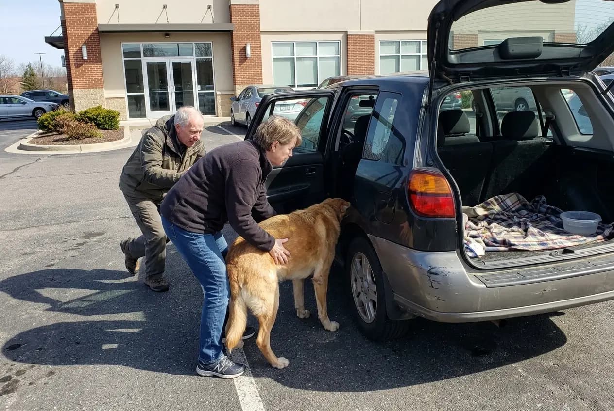 An older woman helps her retching dog into a car outside an emergency veterinary clinic.