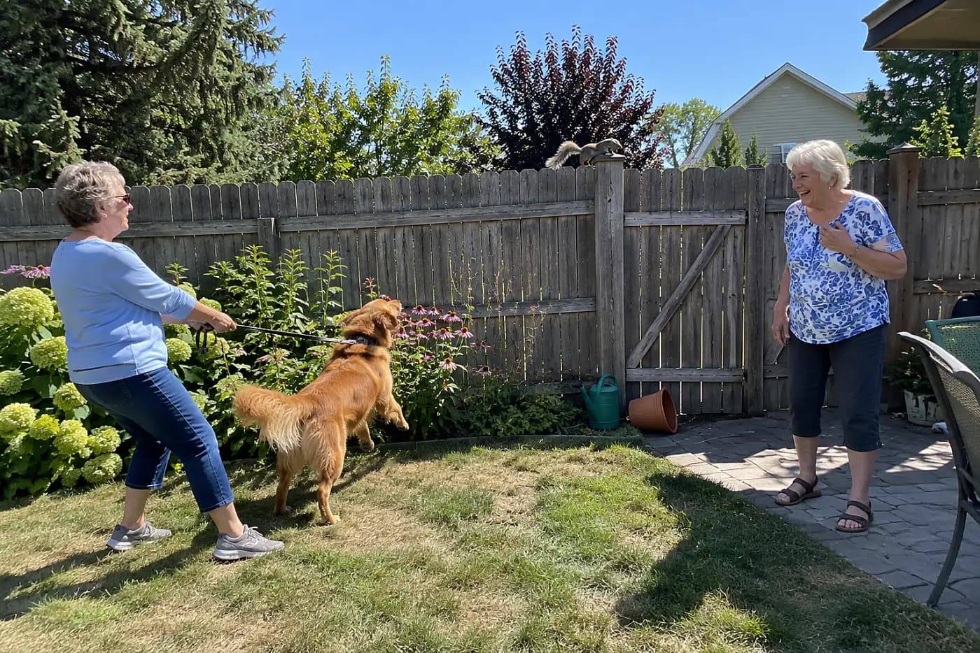 An older woman watches a squirrel on the far side of her backyard fence.