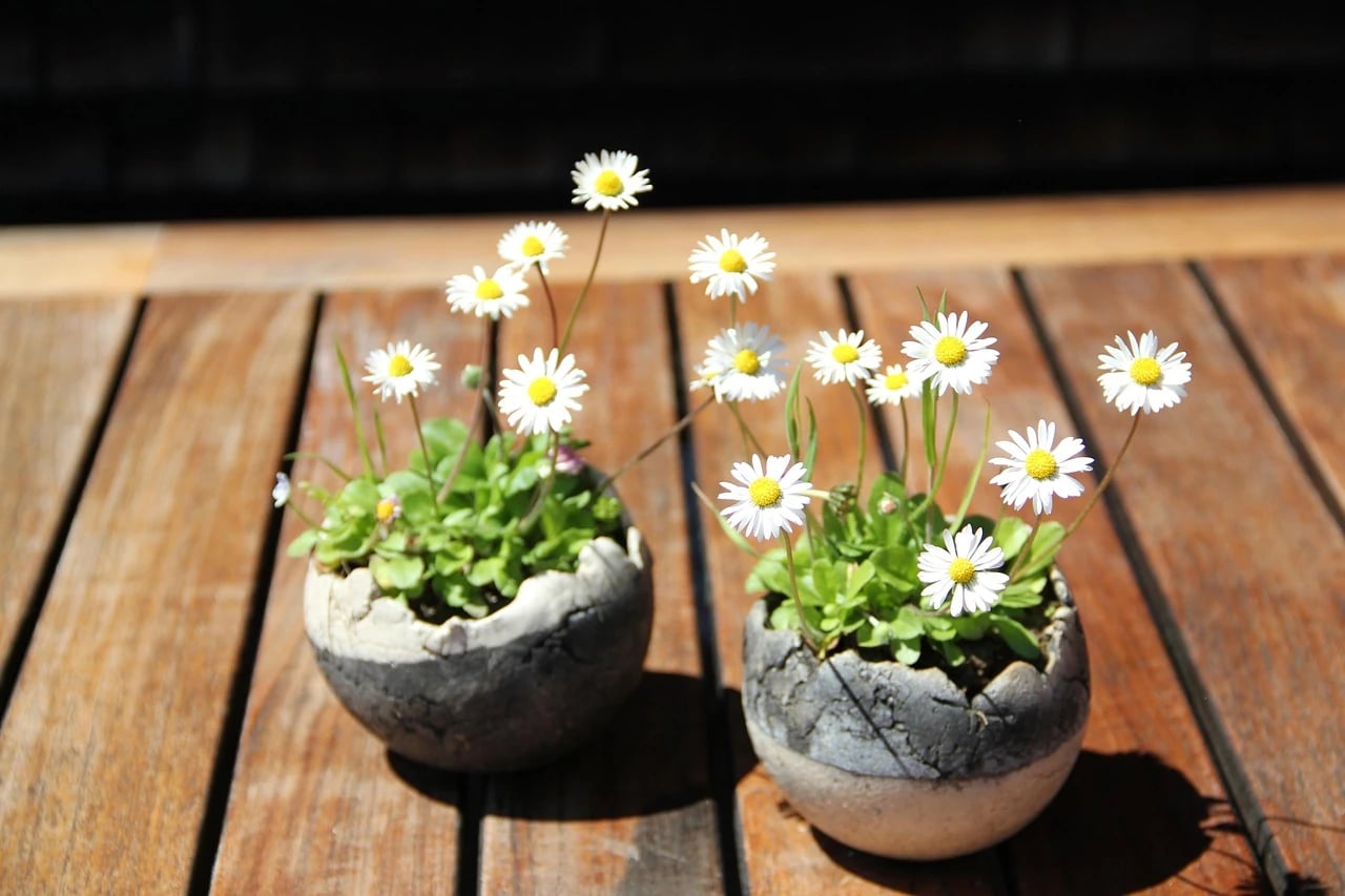 Two small rustic ceramic pots of white daisies in bloom on a sunlit wooden table