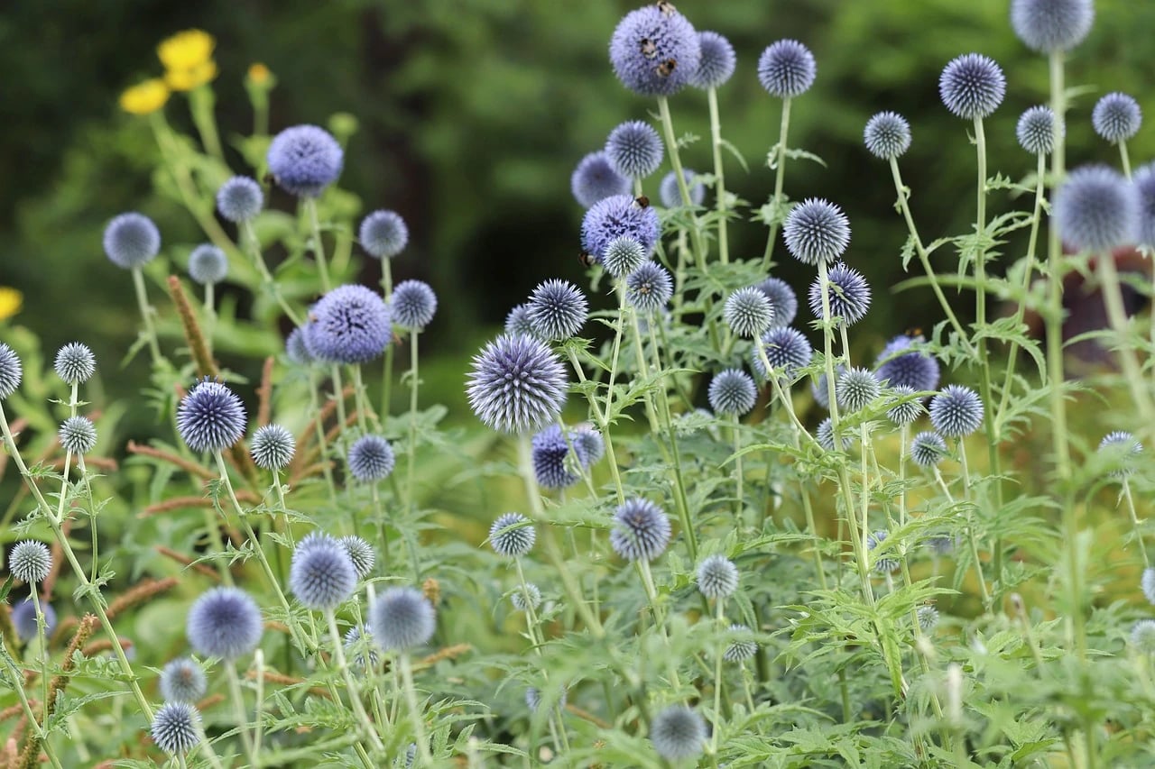Blue globe thistle flowers with bees on tall stems in a green garden border