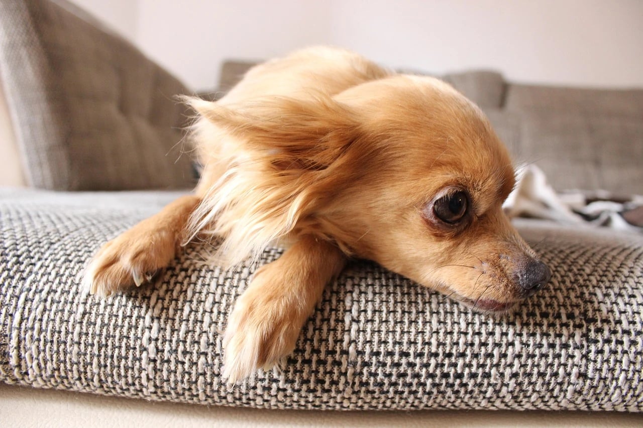 Tan long-haired Chihuahua resting its head and paws on a gray woven sofa cushion indoors