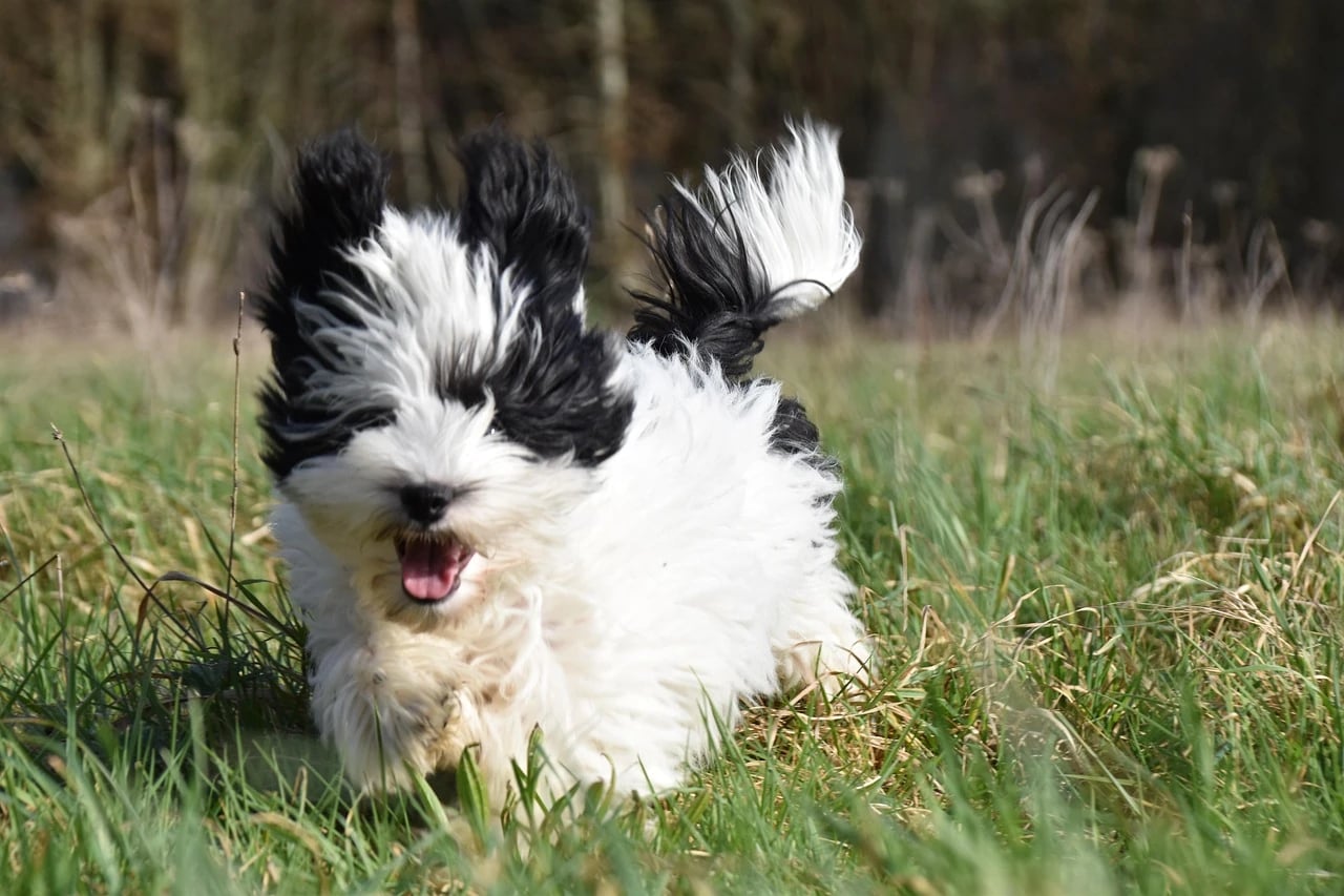 Black and white Havanese puppy with ears flying runs happily through sunlit green grass