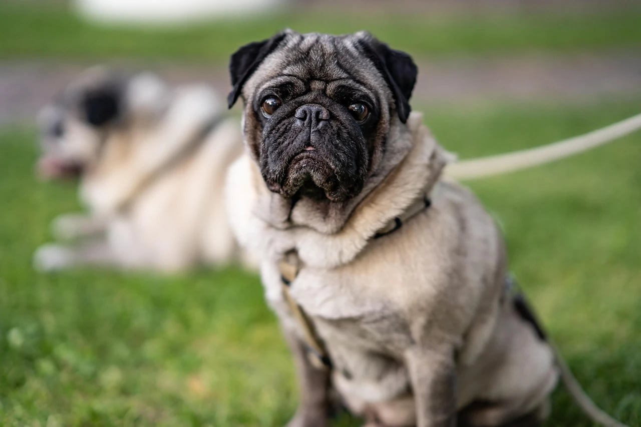 Fawn Pug wearing a harness and leash sits on green grass in a park