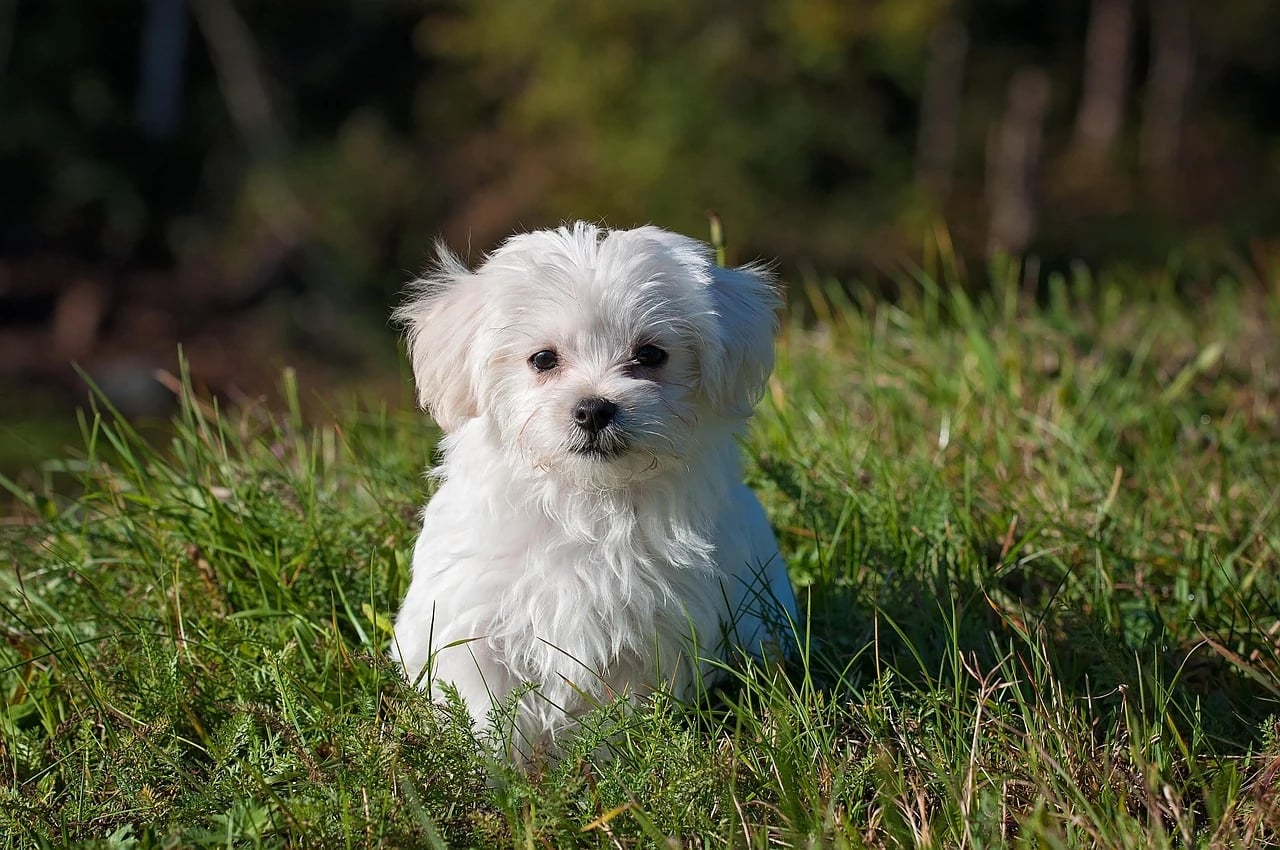 Small fluffy white Maltese puppy sitting in green grass in warm sunlight, looking at the camera