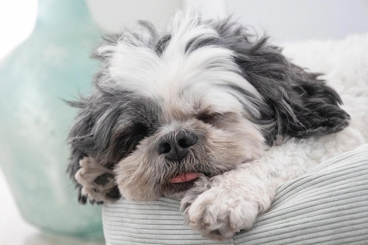 Gray and white Shih Tzu sleeping with its head resting on a pale corduroy dog bed