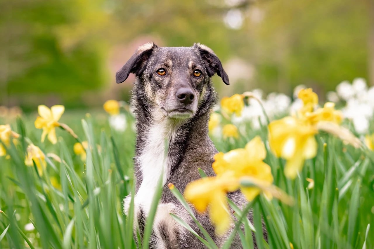 Gray and white mixed-breed dog sitting among yellow daffodils in a green spring field