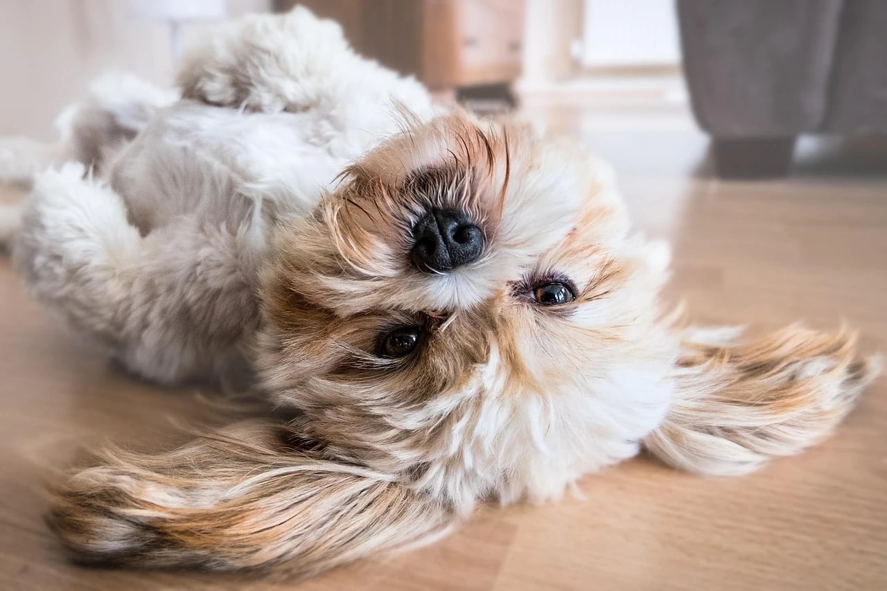 Fluffy tan and white Shih Tzu lying upside down on a light wooden floor indoors