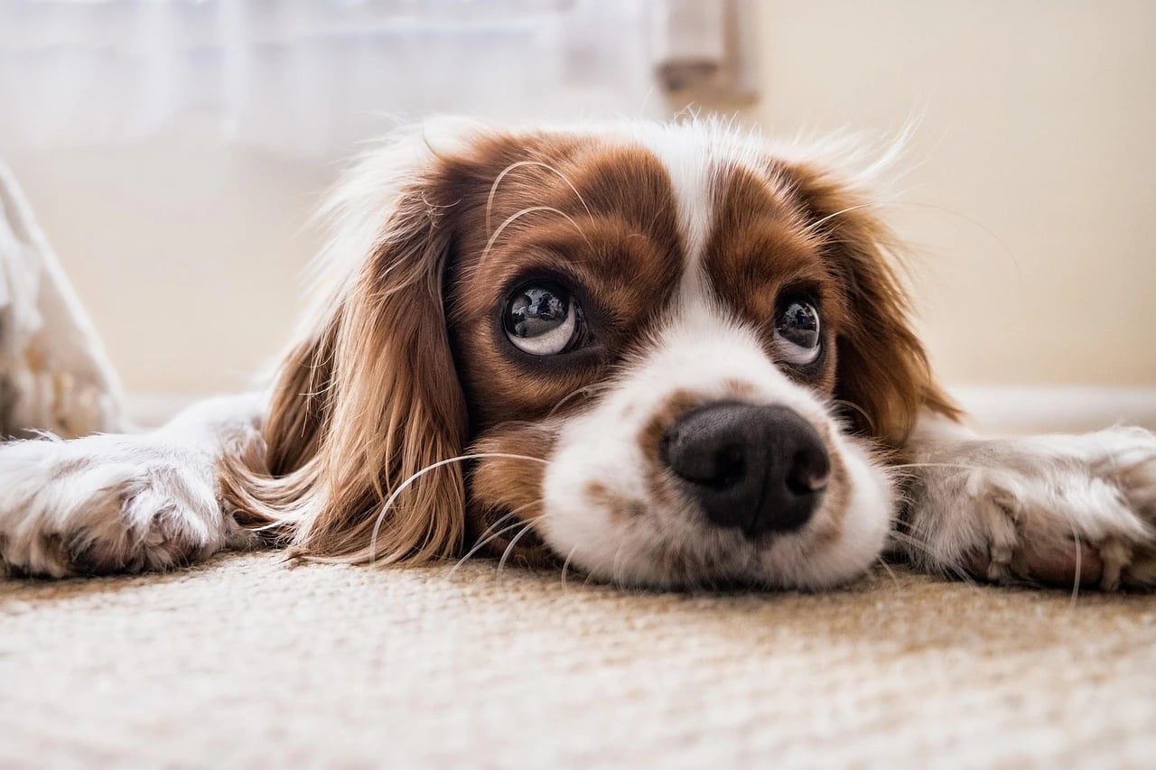 Brown and white Cavalier King Charles Spaniel lying on a cream carpet with head resting on its paws