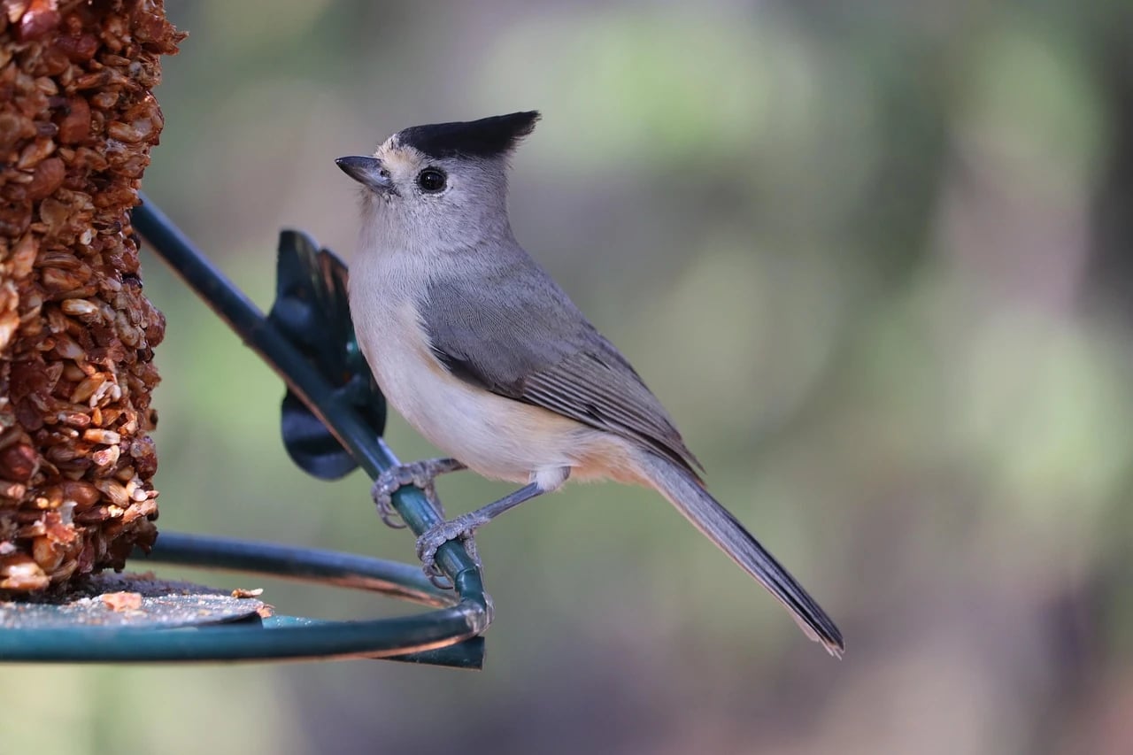 Black-crested titmouse perched on a green metal feeder beside a seed cylinder, with soft green background