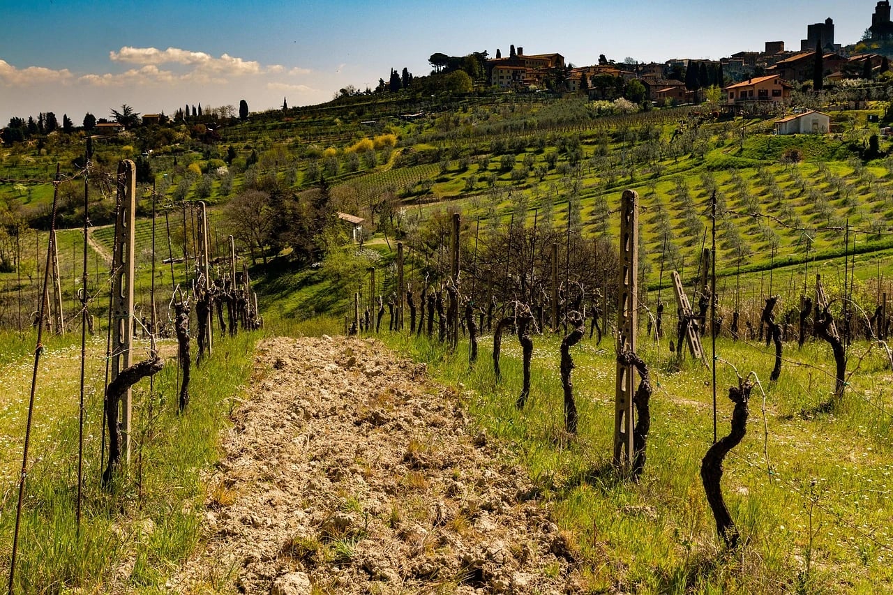 Rows of pruned grapevines on a green Tuscan hillside with olive groves and a hilltop village beyond