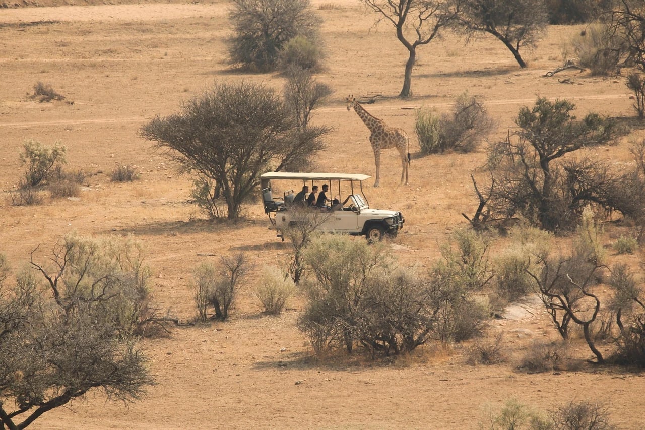 Open safari vehicle with passengers stopped near a giraffe on dry savanna dotted with acacia trees and scrub