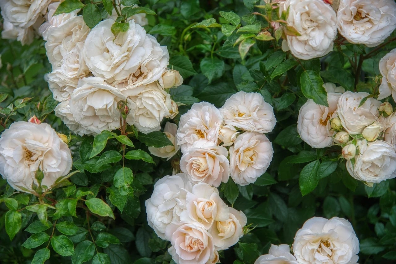 Clusters of creamy white roses blooming among dark green leaves on a rose bush