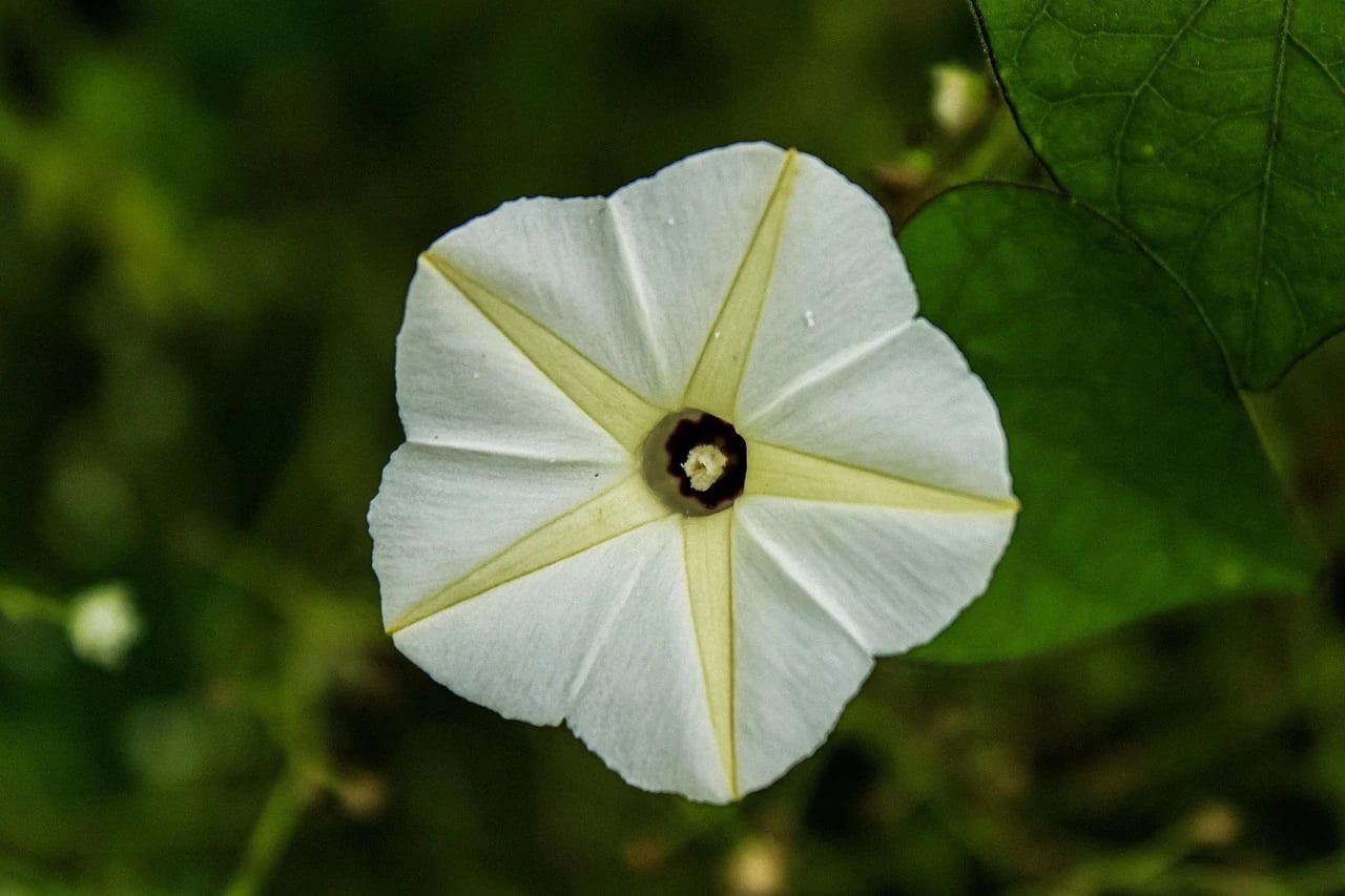 Close-up of a single white moonflower bloom with greenish midribs among green leaves and buds