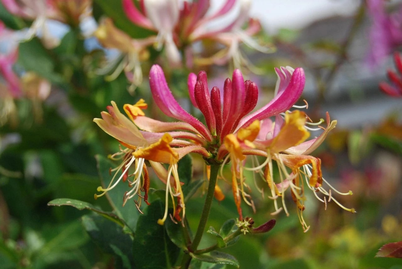 Close-up of pink, orange and cream honeysuckle flowers blooming on a green leafy vine outdoors
