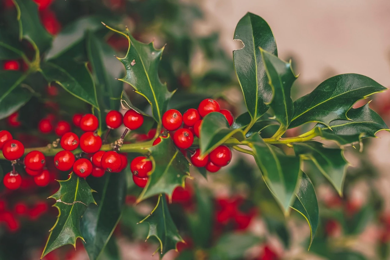 Close-up of a holly branch with glossy green spiny leaves and clusters of bright red berries
