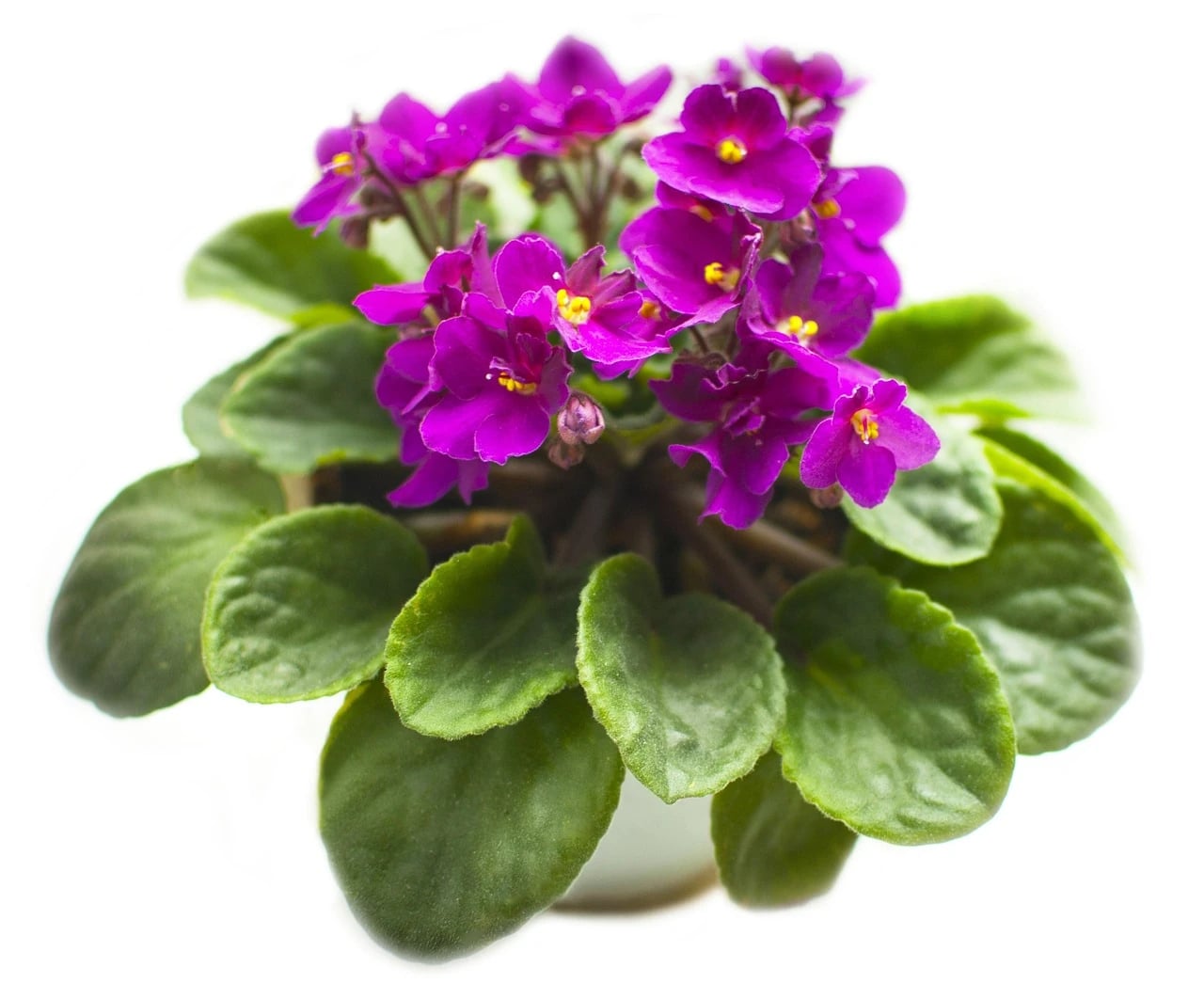 Potted African violet with bright purple flowers and fuzzy green leaves against a white background