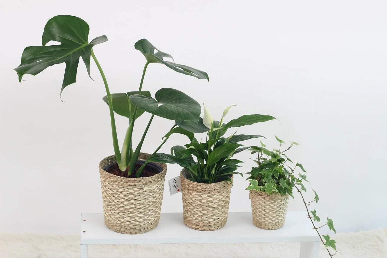 Small ivy in a woven basket pot with trailing vine beside a monstera and a peace lily