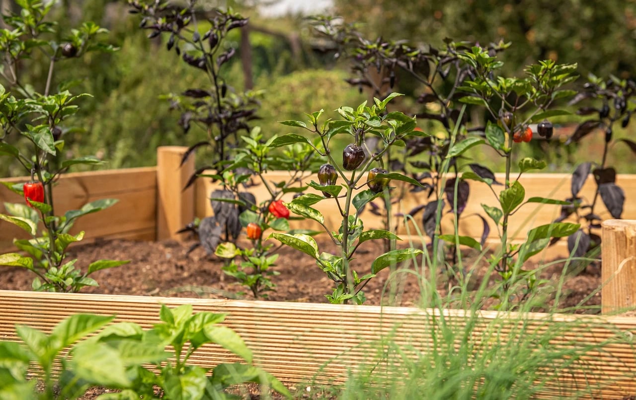 Wooden raised garden bed with pepper plants bearing red and dark purple peppers, with chives in front