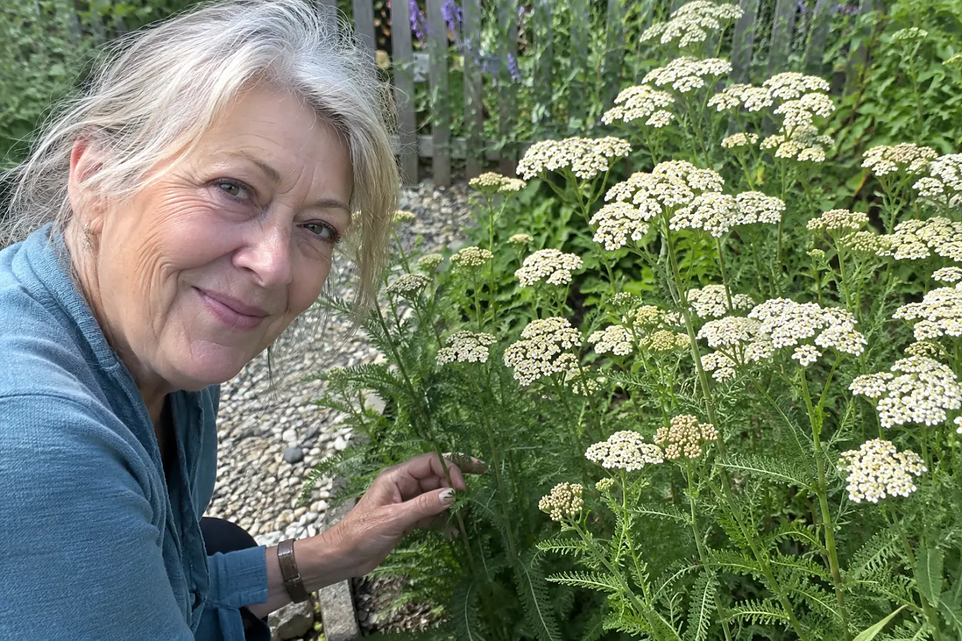 A woman in her sixties with grey hair touches white yarrow growing beside a gravel path.