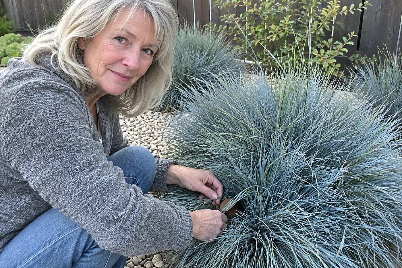 A woman in her sixties tends to blue fescue growing among pale garden stones.