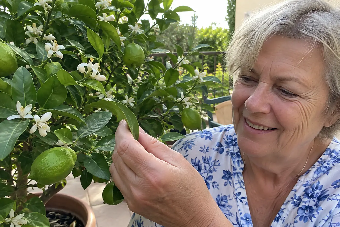 A grandmother checks the leaves of a potted lemon tree on her patio.