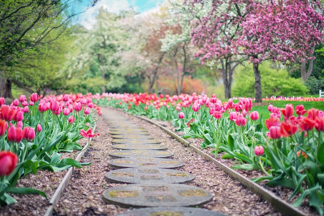 Pink and red tulips blooming along a round stepping-stone garden path beneath flowering spring trees