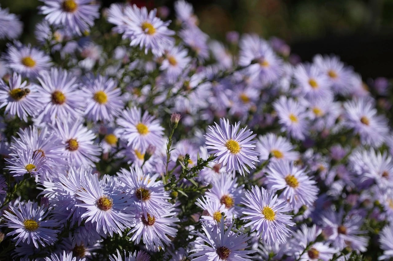 Cluster of lavender-purple aster flowers with yellow centers blooming in sunlit garden, a bee on one bloom