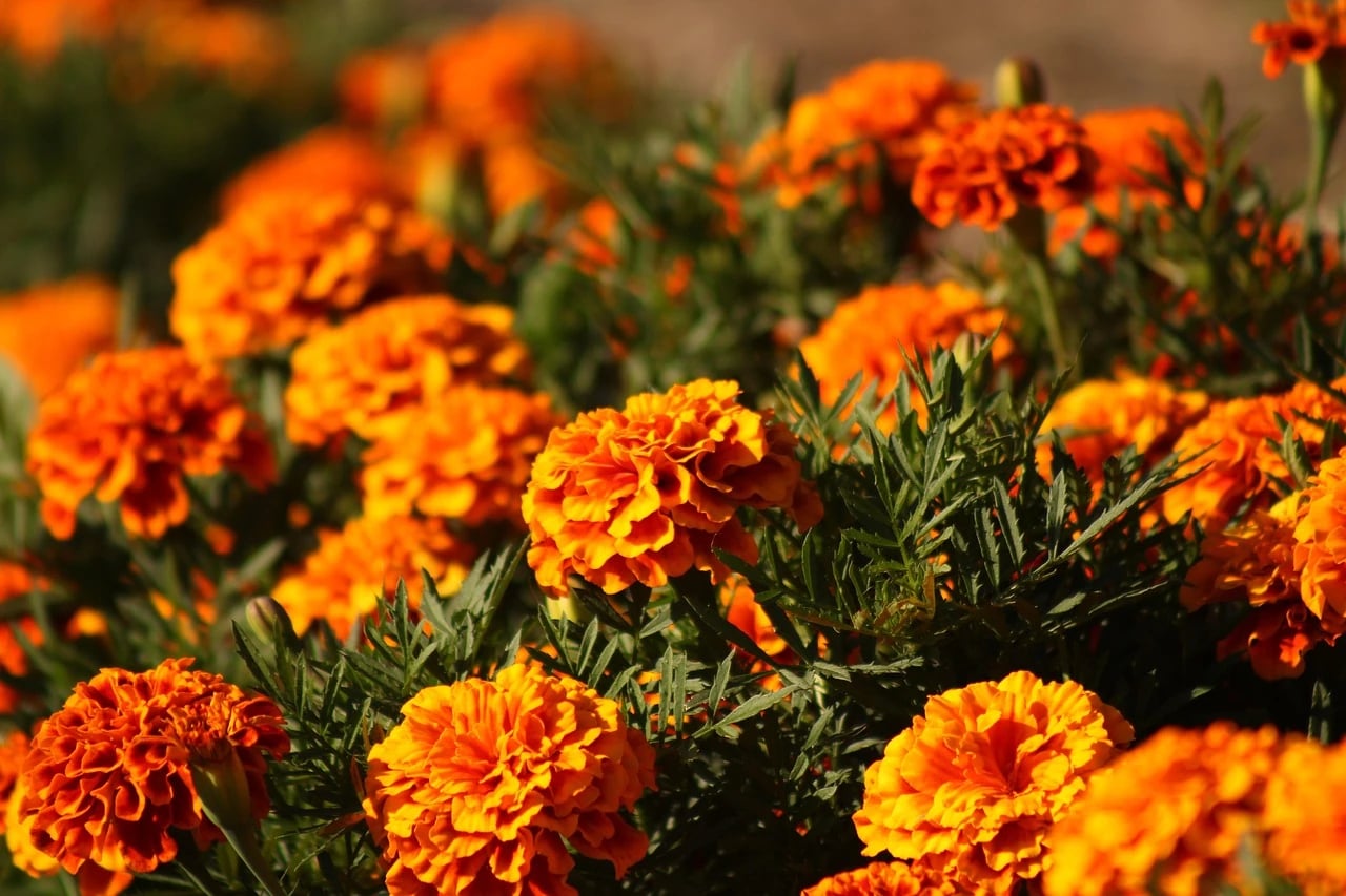 Cluster of bright orange marigolds in full bloom with green feathery foliage in warm sunlight