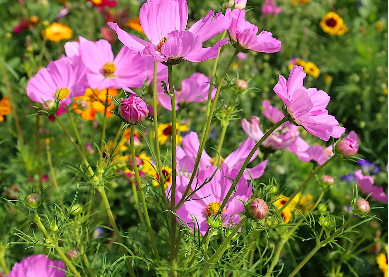 Pink cosmos flowers and buds blooming in a sunny garden among yellow and orange wildflowers