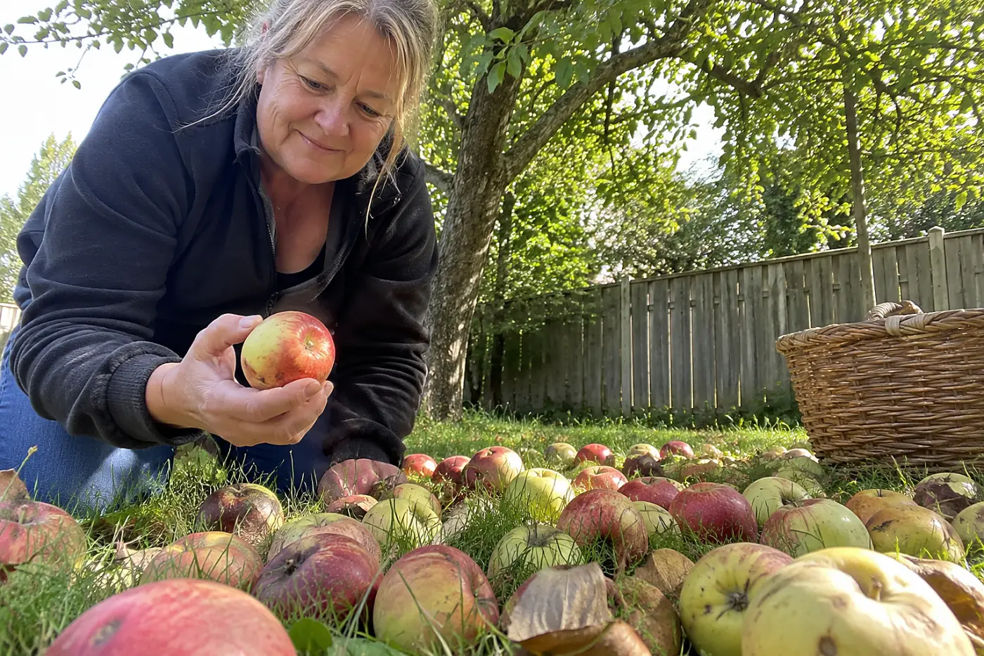 A woman over 50 gathers fallen apples scattered across the grass under a tree.