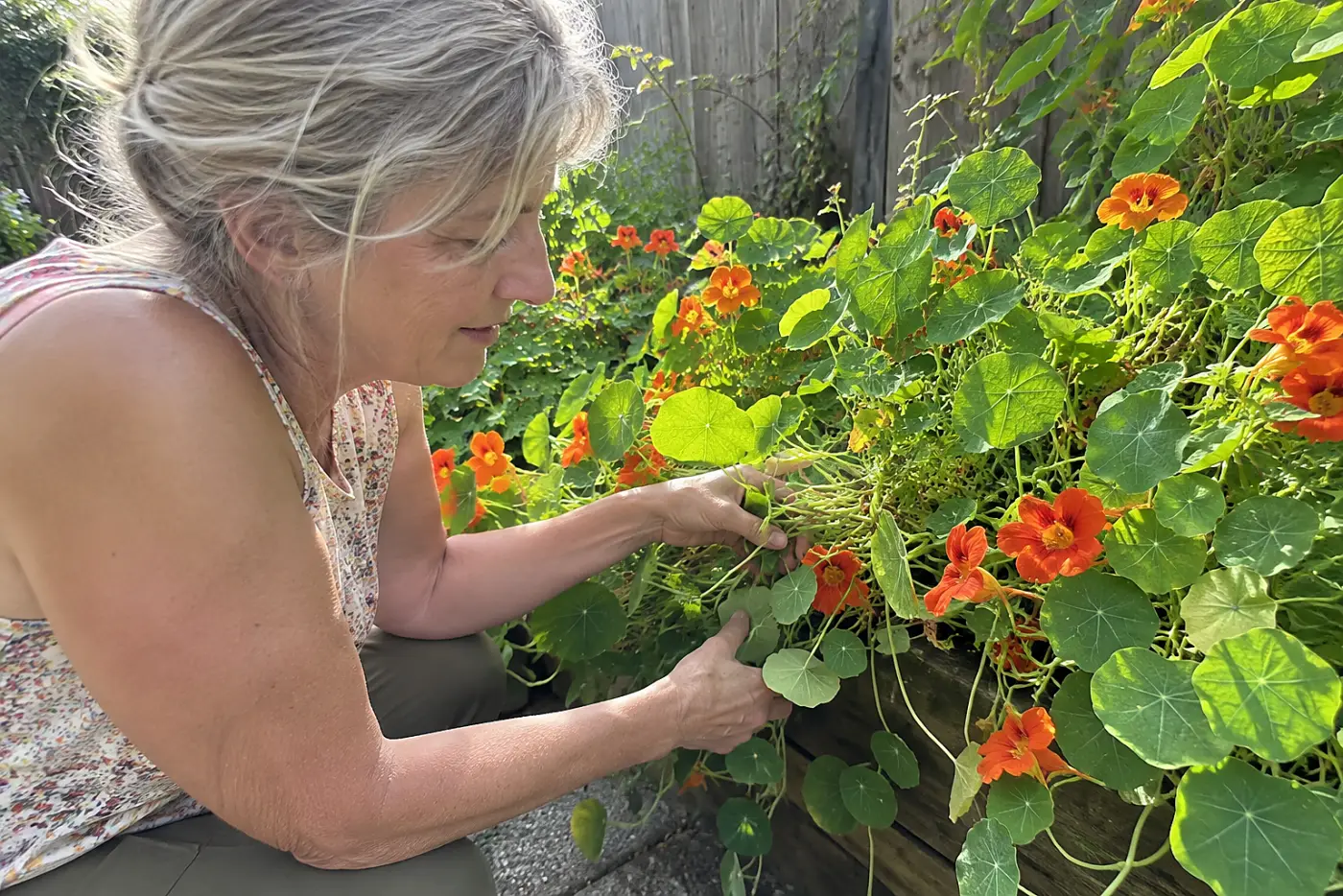 A woman over 50 with grey hair lifts overflowing orange nasturtiums from a wooden planter.