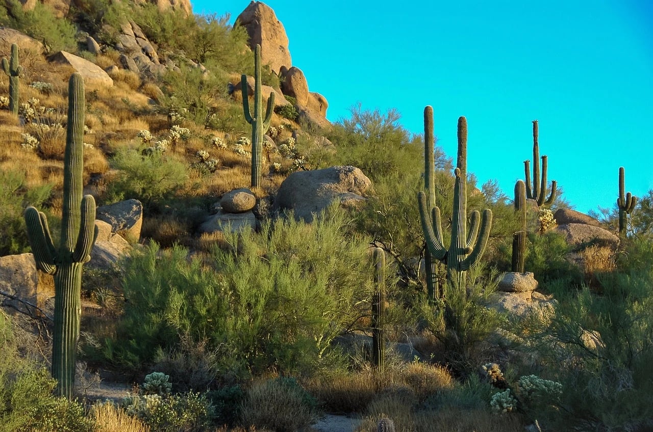 Saguaro cacti and boulders on a sunlit Sonoran desert hillside under a clear blue sky