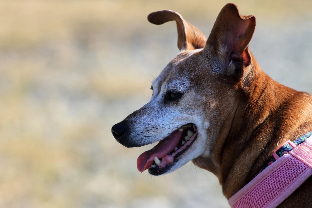 An old brown dog with a gray muzzle pants outdoors wearing a pink harness.