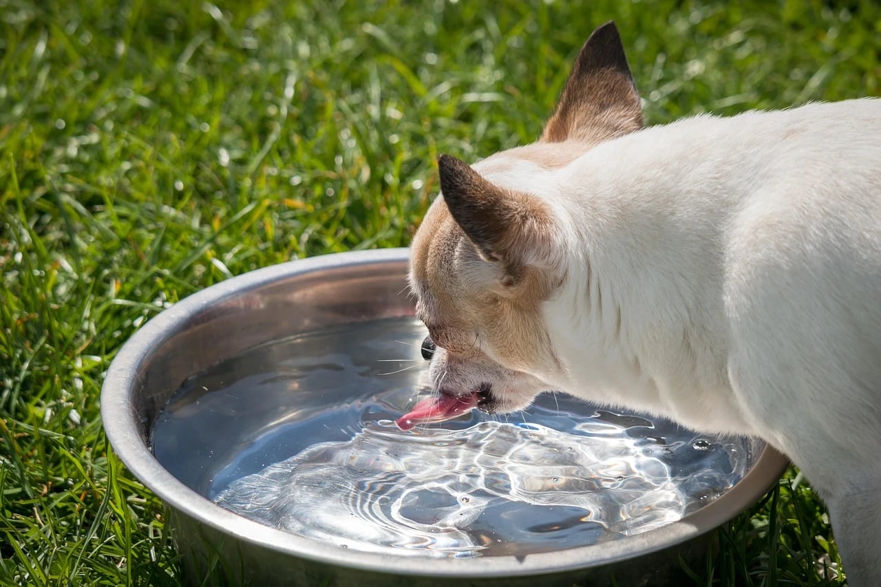 A cream and tan Chihuahua drinks from a stainless steel water bowl on sunlit green grass