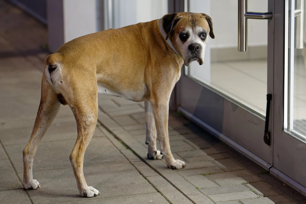 Older boxer dog standing outside a closed glass door, looking back with a worried expression