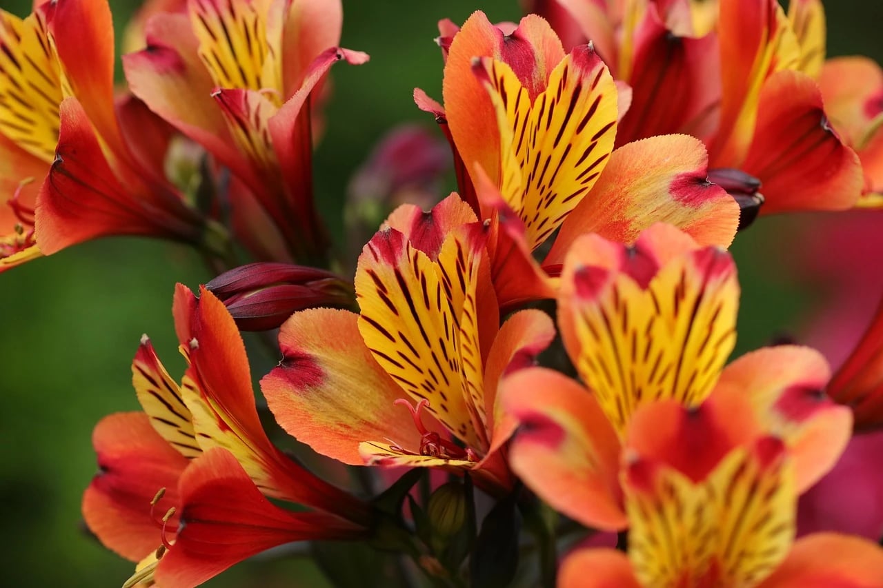 Close-up of clustered orange, red and yellow streaked alstroemeria flowers against a soft green background