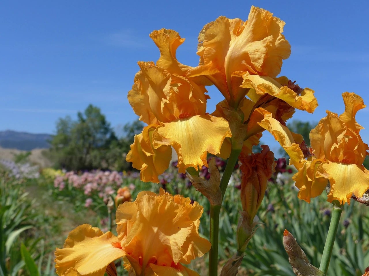 Ruffled orange bearded irises in bloom with a field of other iris colors under blue sky