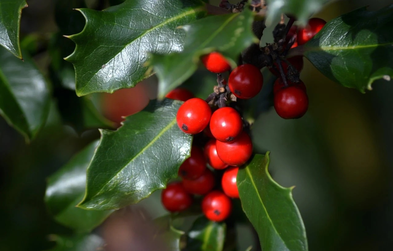 Close-up of bright red holly berries among glossy, spiny green leaves in sunlight