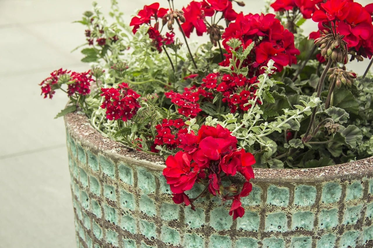 Red geranium flowers with silvery foliage and red verbena spilling over a teal glazed ceramic planter