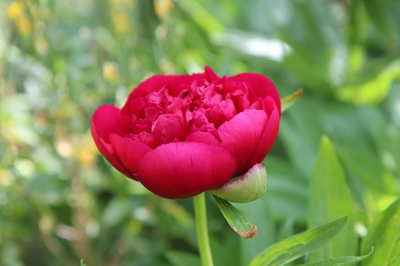 Close-up of a deep red peony blooming on a green stem in a garden