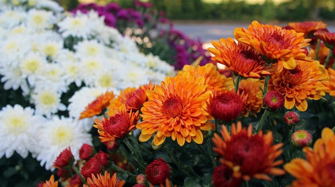 Close-up of orange, red and white chrysanthemums in full bloom with purple mums blurred behind them