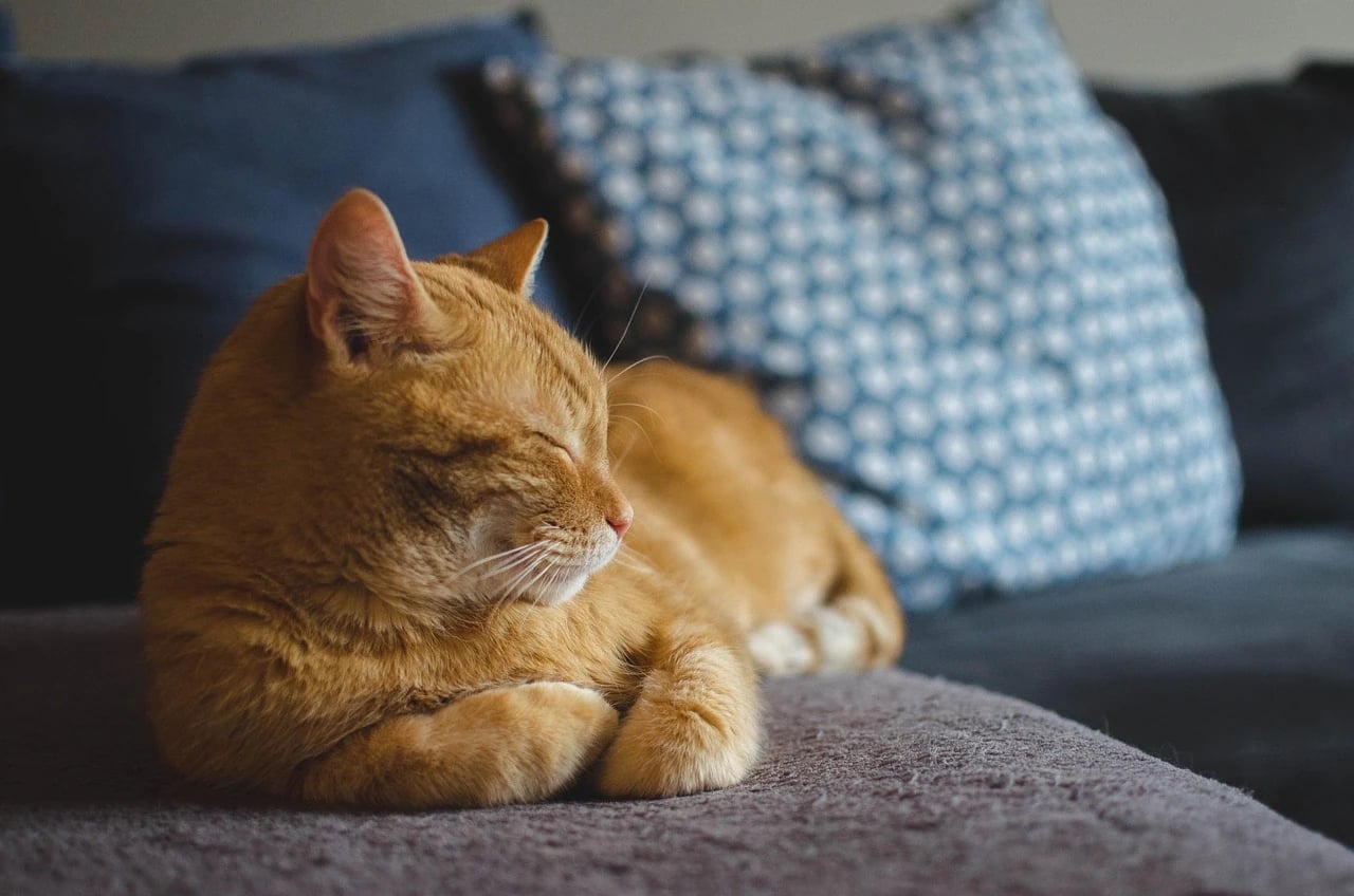 Orange tabby cat resting with eyes closed on a gray sofa beside a blue patterned cushion