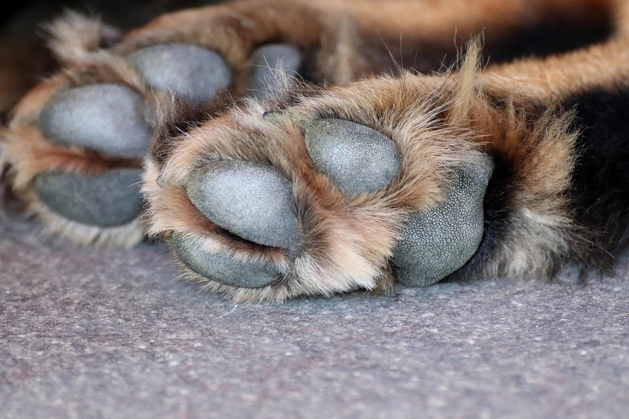 Close-up of a tan and black dog's hind paw pads resting on a gray floor