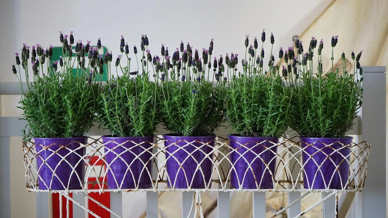 Five potted lavender plants in bloom in purple pots on a white wire stand