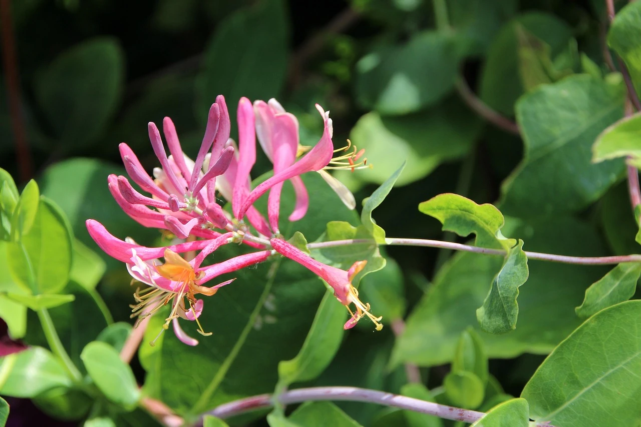 Pink and yellow honeysuckle blossoms with long petals among green leaves on a vine in sunlight