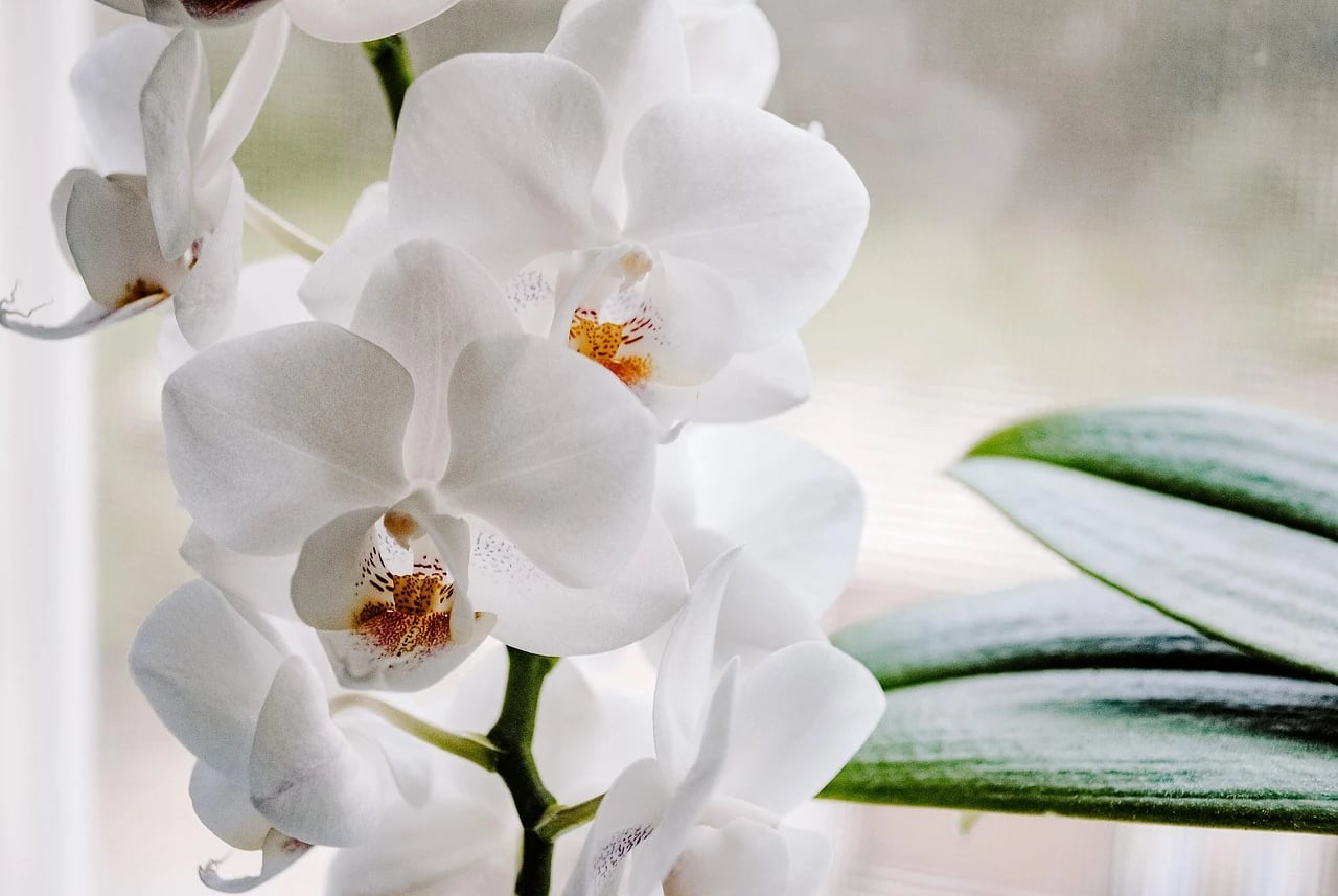 White Phalaenopsis orchid blooms with orange-speckled centers and green leaves beside a bright window