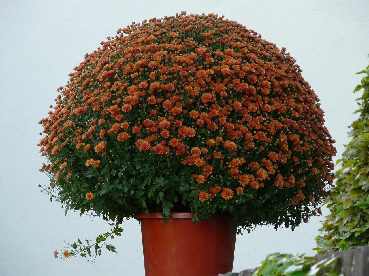 Large dome-shaped potted chrysanthemum covered in orange blooms in a terracotta-colored pot against a pale wall