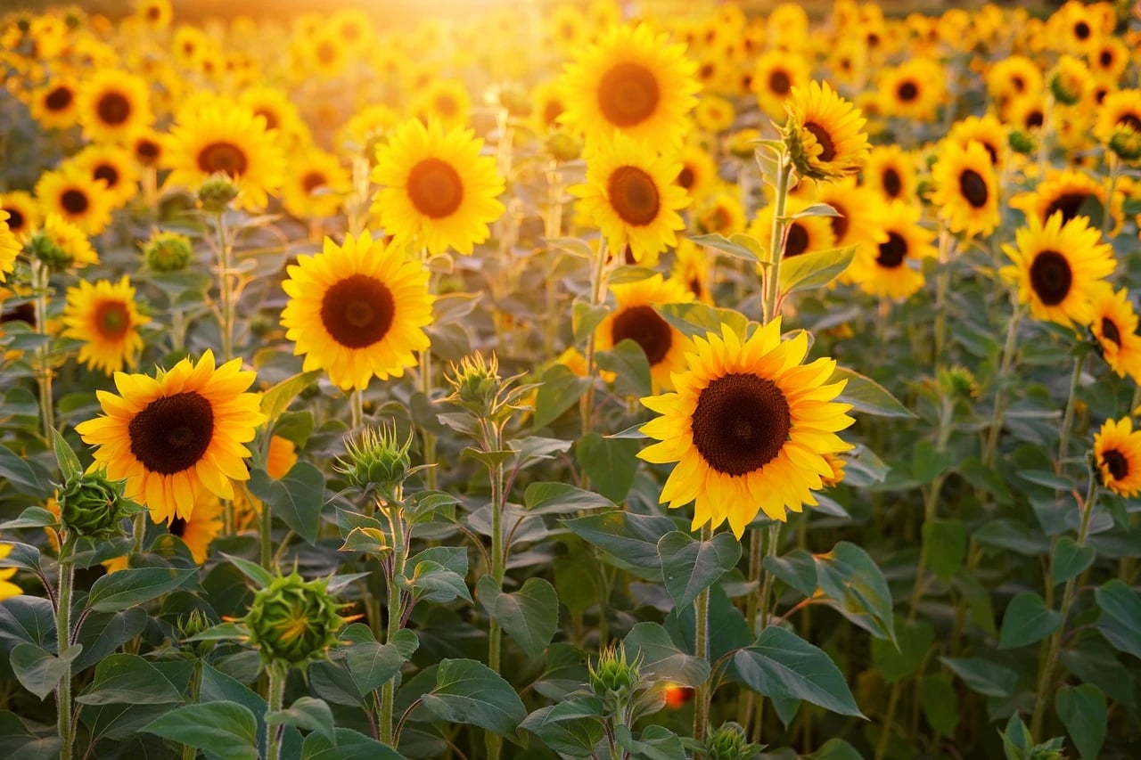 Field of bright yellow sunflowers in full bloom glowing in warm golden evening sunlight