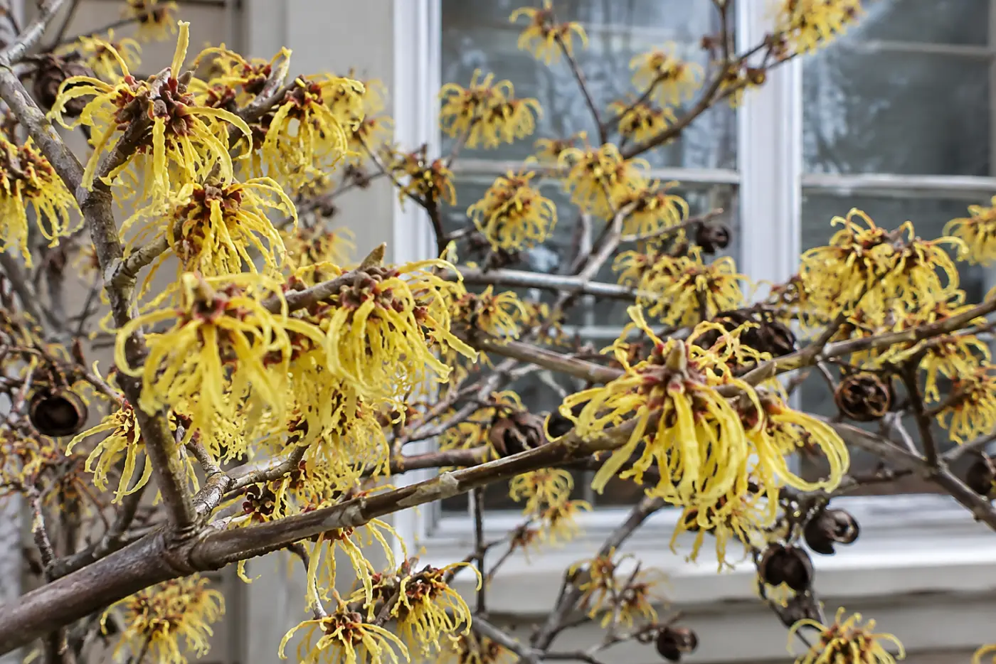 A yellow-flowering witch hazel fills the middle of the frame outside a house window on a cold late-winter morning.